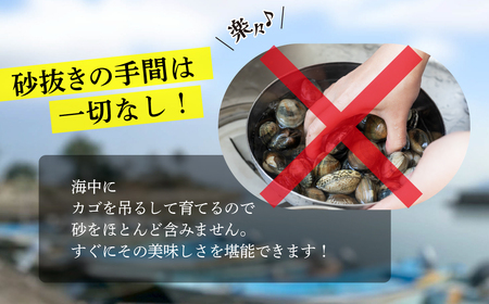 【先行予約】どでかい！垂下あさり 1.2kg サイズ 大 あさり ブランドあさり 浅利 ダシ 出汁 味噌汁 国産 アサリ 愛知県 田原市 新鮮 砂抜き 海鮮 魚介類 魚介 貝 人気 パスタ などに