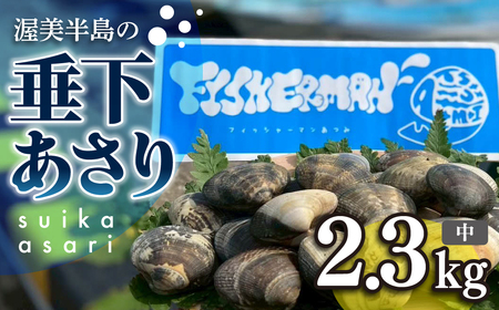 【先行予約】どでかい！垂下あさり 2.3kg 中 サイズ あさり ブランドあさり 浅利 ダシ 出汁 味噌汁 国産 アサリ 愛知県 田原市 新鮮 砂抜き 海鮮 魚介類 魚介 貝 人気 パスタ などに