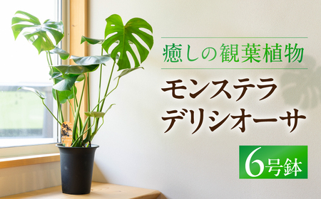 癒しの観葉植物 モンステラ デリシオーサ 観葉植物 グリーン ハウスグリーン モンステラ お祝い 引っ越し インテリア