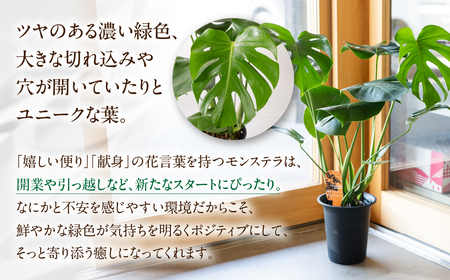 癒しの観葉植物 モンステラ デリシオーサ 観葉植物 グリーン ハウスグリーン モンステラ お祝い 引っ越し インテリア