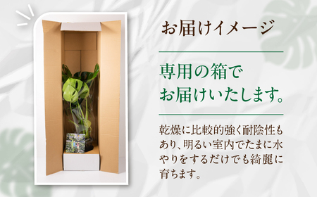 癒しの観葉植物 モンステラ デリシオーサ 観葉植物 グリーン ハウスグリーン モンステラ お祝い 引っ越し インテリア
