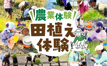 【農業体験】田植え体験 米作り 手作業 無農薬 体験 お米 米 親子 イベント 自然 自然体験