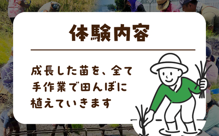 【農業体験】田植え体験 米作り 手作業 無農薬 体験 お米 米 親子 イベント 自然 自然体験