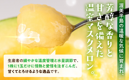 【先行予約】マスクメロン 1玉 ニュー渥美 メロン