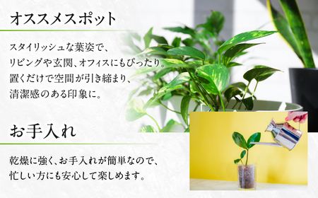 サンスベリア 7号鉢 観葉植物 植物 サンスベリア 人気 おしゃれ かわいい 初心者 枯れにくい 育てやすい お手入れ 室内 大鉢 中型 インテリア リビング 玄関 寝室 キッチン オフィス 店舗 プレゼント ギフト 新築 引っ越し