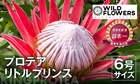 プロテア リトルプリンス 6号サイズ 1鉢 ワタライ園芸 プロテア 観葉植物 花 鉢植え 鉢 温室 植物 グリーン ガーデニング 花 フラワー