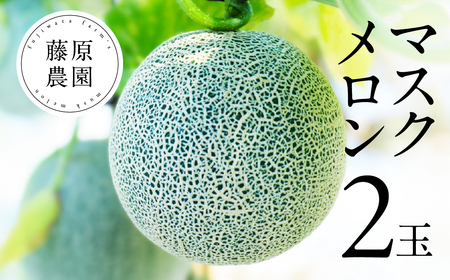 藤原農園　アールスメロン　２玉