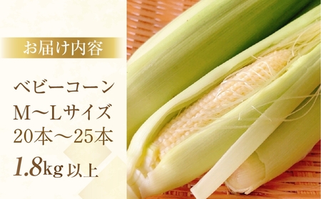 ＜先行予約＞プレミアムベビーコーン1.8kg以上　20本~25本 M～Lサイズ 
