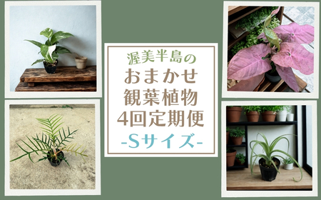 渥美半島のおまかせ観葉植物 Sサイズ 4回定期便　｜観葉植物 植物 グリーン インテリア インテリアグリーン 緑 おまかせ