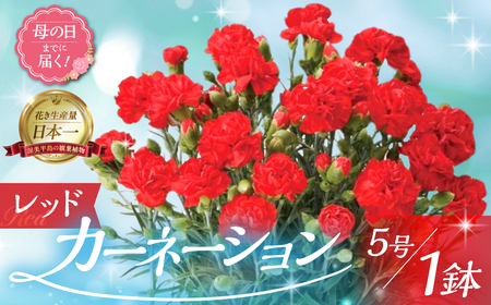 《母の日までにお届け》【レッド】カーネーション 鉢植え 5号鉢 花 フラワー ギフト 母の日 贈り物 プレゼント 母 ママ お母さん ありがとう 感謝 贈答 鉢