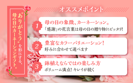 【ふるなびWEEK対象】 《母の日までにお届け》【ピンク】カーネーション 花 フラワー プレゼント FN-Limited-WE