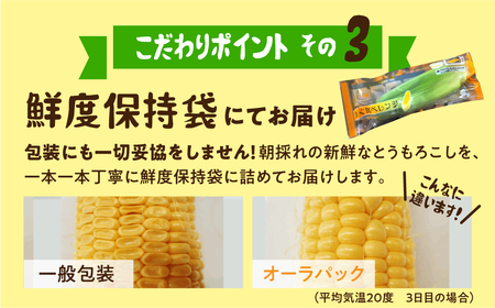 《期間限定》先行予約 平均糖度20度以上 極甘とうもろこし 10本 鮮度保持袋入り