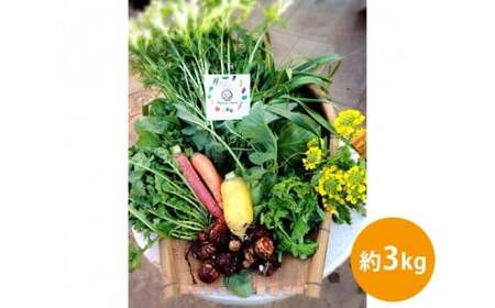 【渥美半島より新鮮野菜をお届けします】 旬彩野菜バスケット 約3kg / 季節野菜 採れたて 露地栽培 旬 愛知県 特産品 産地直送 田原市 渥美半島