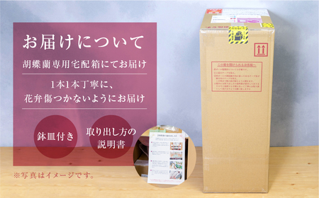 中村洋ラン 胡蝶蘭 ミディ 2本立ち 白 ／ 16輪～20輪 お花 生花  アマビリス 田原市 渥美半島 胡蝶蘭  ミディ 胡蝶蘭