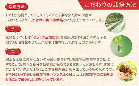 《先行予約》 濃厚！ウエタトマトのトマト 4kg