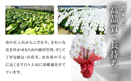 中村洋ランの胡蝶蘭 ミディ 3本立ち ピンク ／ 25輪～30輪 お花 生花 産地直送 田原市 渥美半島