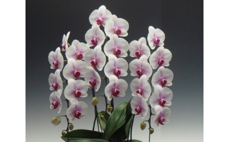 中村洋ランの胡蝶蘭　大輪　3本立ち　白赤 ／ お花 生花 室内装飾 愛知県 特産品 産地直送 田原市 渥美半島