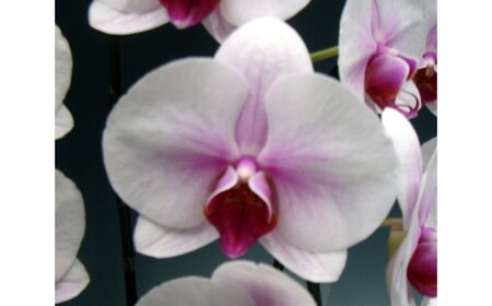 中村洋ランの胡蝶蘭　大輪　3本立ち　白赤 ／ お花 生花 室内装飾 愛知県 特産品 産地直送 田原市 渥美半島