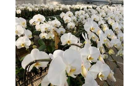 中村洋ランの胡蝶蘭　大輪　3本立ち　白赤 ／ お花 生花 室内装飾 愛知県 特産品 産地直送 田原市 渥美半島