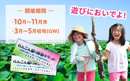 蓮根(レンコン)掘り体験 ペアチケット 【清水食品株式会社】  れんこん 食育 体験 産地直送 愛西市/ 清水食品株式会社[AEAJ004]