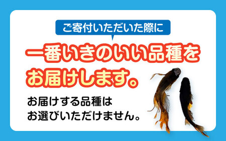 メダカ5匹（ブラック系）  改良メダカ めだか 生体 愛西市/株式会社プロスパージャパン [AEAK003]