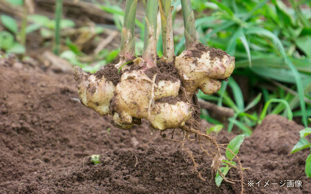 しょうが 佃煮 大瓶3本 生姜[AEAO003]