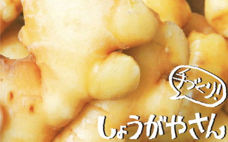 しょうが 加工品 4種セット 生姜[AEAO005]