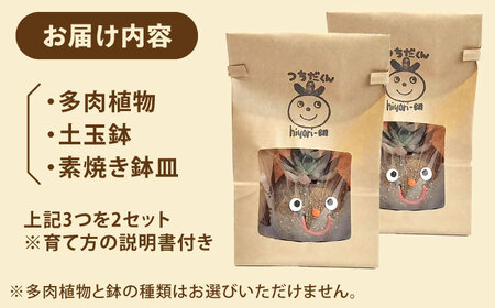 多肉 ポット つちだくん2個 多肉植物[AEAX003]