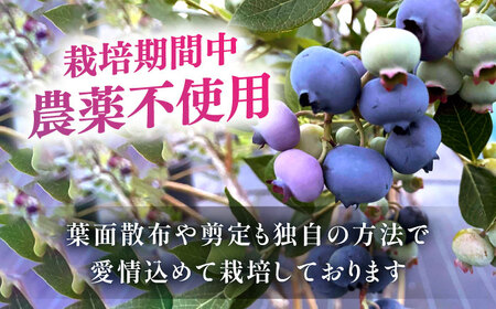 ＼毎年7月より順次発送/あいさい彩ベリー（ブルーベリー冷凍果実）250g×2パック プレミアムブルーベリー 産地直送 愛知県産 愛西産 国産 果物 フルーツ 冷凍 季節限定 愛西市 / あいさいベリーLABO [AEBZ003]