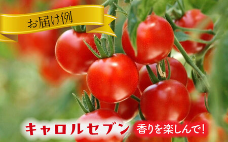 カラフル ミニトマト 1kg 野菜 トマト[AEBG001]