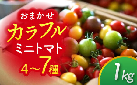 カラフル ミニトマト 1kg 野菜 トマト[AEBG001]