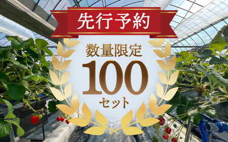 さちのかいちご 500g×2パック 計1kg　イチゴ　フルーツ　果物　愛西市/平野苺[AEAY001]