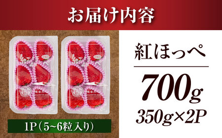 【先行予約】【1月下旬より順次発送】 超特大玉 いちご 紅ほっぺ (350g×2) 苺 イチゴ / はしもと園芸[AECD001]