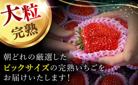 【先行予約】【1月下旬より順次発送】 超特大玉 いちご 紅ほっぺ (350g×4) 苺 イチゴ / はしもと園芸[AECD002]