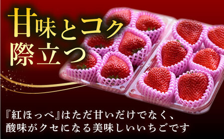 【先行予約】【1月下旬より順次発送】 超特大玉 いちご 紅ほっぺ (350g×4) 苺 イチゴ / はしもと園芸[AECD002]