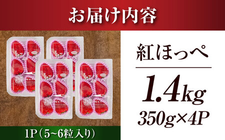 【先行予約】【1月下旬より順次発送】 超特大玉 いちご 紅ほっぺ (350g×4) 苺 イチゴ / はしもと園芸[AECD002]