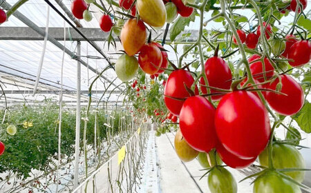 【先行予約】【1月より順次発送】 ミニトマト (空飛ぶアイコ)800g 野菜 トマト[AEBG006]