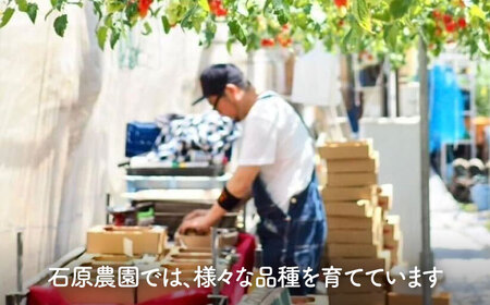 【先行予約】【1月より順次発送】 ミニトマト (空飛ぶアイコ)800g 野菜 トマト[AEBG006]