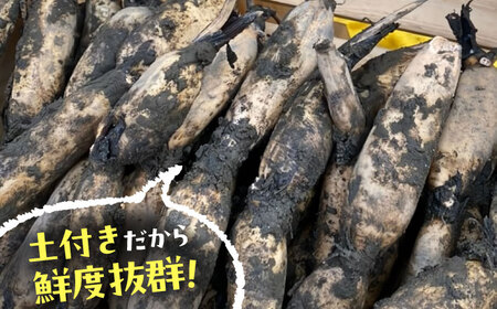 【9月より順次発送】 れんこん 3kg 蓮根 レンコン / レンコン兄弟[AECL002]