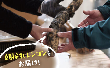 【9月より順次発送】 れんこん 3kg 蓮根 レンコン / レンコン兄弟[AECL002]