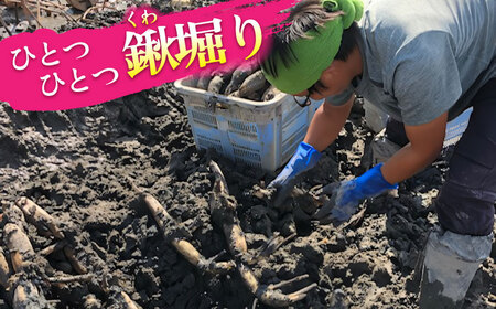 【先行予約】土付き鍬掘り レンコン 2kg れんこん 蓮根 産地直送 野菜 愛西市/株式会社山三レンコン [AEBK001]