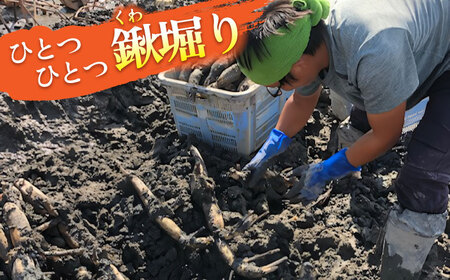 【先行予約】土付き鍬掘り レンコン（愛知県愛西市産）5kg れんこん 蓮根 産地直送 愛西市/株式会社山三レンコン[AEBK002]