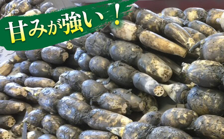 【先行予約】有機JAS認証　土付きレンコン　2kg れんこん 有機栽培　産地直送 野菜　愛西市/株式会社山三レンコン[AEBK003]