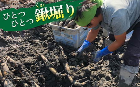 【先行予約】有機JAS認証　土付きレンコン　2kg れんこん 有機栽培　産地直送 野菜　愛西市/株式会社山三レンコン[AEBK003]