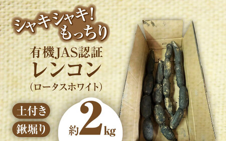 【先行予約】有機JAS認証　土付きレンコン　2kg れんこん 有機栽培　産地直送 野菜　愛西市/株式会社山三レンコン[AEBK003]