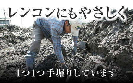 【8月中旬より順次発送】れんこん 5kg 「SEIMEI」 手掘り 蓮根 レンコン / 水谷グルッポ[AEBX002]