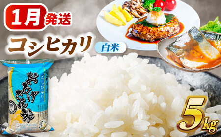＼2026年1月発送分／ コシヒカリ 白米 5kg 愛西市 / 脇野コンバイン 新米 こしひかり お米 こめ 精米 [AECP021-5]