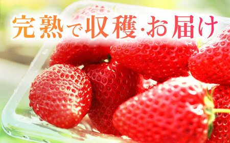 朝摘み 愛知県産 完熟紅ほっぺ 約250g×4パック いちご 紅ほっぺ 完熟 愛西市/くぼ苺農園[AECJ001]