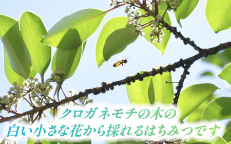 あいさいはちみつ クロガネモチ 120g×2本 蜂蜜 国産 非加熱 愛西市 / あいさいはちみつ[AEBP002]