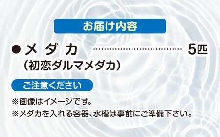 改良メダカ 5匹（初恋ダルマ） めだか[AEAK006]